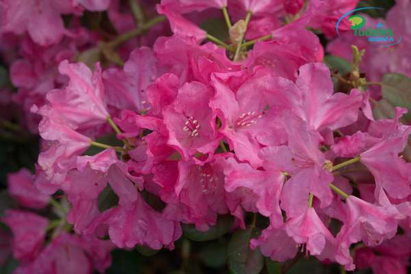 Rhododendron Imerlis